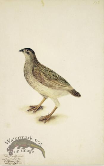 137 Swedish Birds . Perdix Ruffa Minor, Partridge